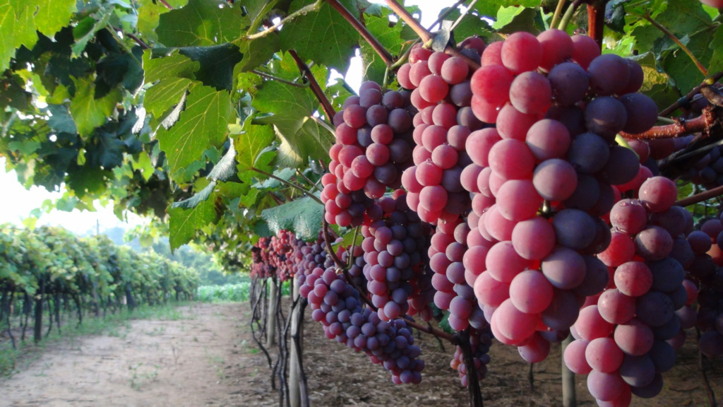 jundiai-uvas